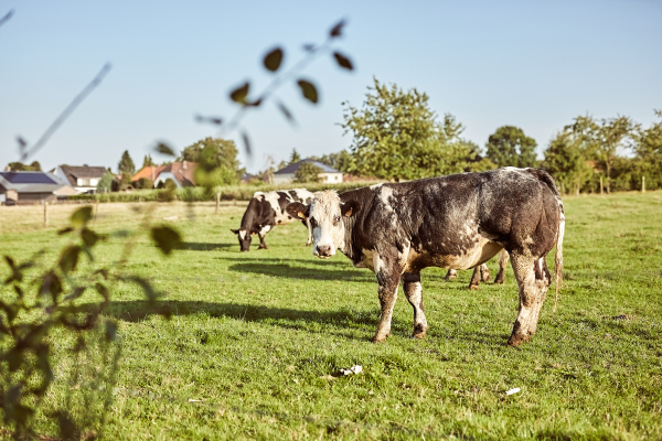 Koe Belgisch Witblauw voor pakketten biologisch hoevevlees